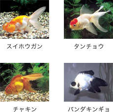 金魚パラダイス