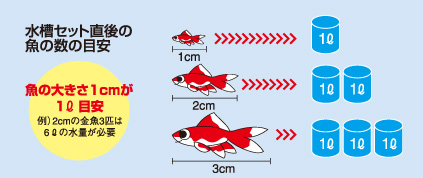 水槽セット直後の魚の数の目安