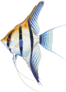 熱帯魚