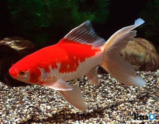 飼いやすい金魚と難しい金魚図鑑 お役立ち情報 アクアリウム スペクトラム ブランズ ジャパン 株式会社 旧テトラ ジャパン株式会社