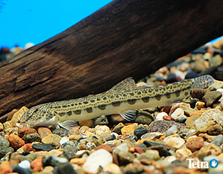 飼いやすい川魚図鑑 お役立ち情報 アクアリウム スペクトラム ブランズ ジャパン 株式会社 旧テトラ ジャパン株式会社 飼いやすい川魚図鑑 お役立ち情報 アクアリウム スペクトラム ブランズ ジャパン 株式会社 旧テトラ ジャパン株式会社