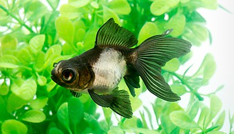 今 注目の金魚を飼おう お役立ち情報 アクアリウム スペクトラム ブランズ ジャパン 株式会社 旧テトラ ジャパン株式会社