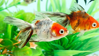 今 注目の金魚を飼おう お役立ち情報 アクアリウム スペクトラム ブランズ ジャパン 株式会社 旧テトラ ジャパン株式会社