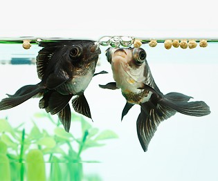 今 注目の金魚を飼おう お役立ち情報 アクアリウム スペクトラム ブランズ ジャパン 株式会社 旧テトラ ジャパン株式会社