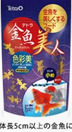 テトラ金魚美人 色彩美 小粒