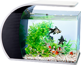 テトラ LEDアークアクアリウムでの飼育例