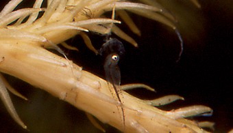 金魚の 繁殖 お役立ち情報 アクアリウム スペクトラム ブランズ ジャパン 株式会社 旧テトラ ジャパン株式会社