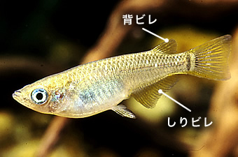 メス