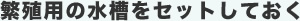 繁殖用の水槽をセットしておく