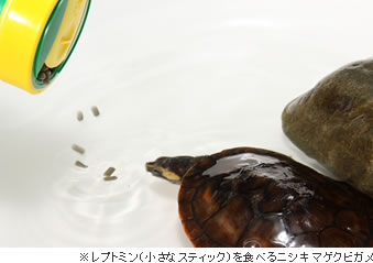 レプトミン(小さなスティック)を食べるニシキマゲクビガメ