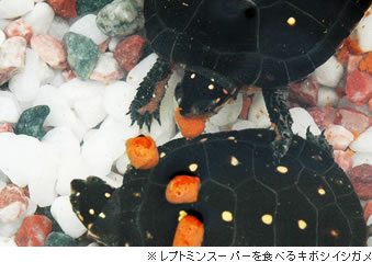 レプトミン(大きなスティック)を食べるクサガメ