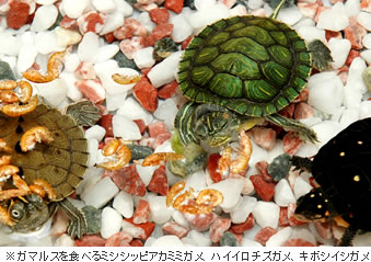 レプトミン(小さなスティック)を食べるニシキマゲクビガメ