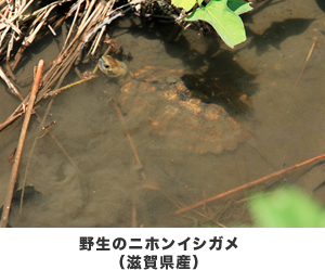 野生のニホンイシガメ（滋賀県産）