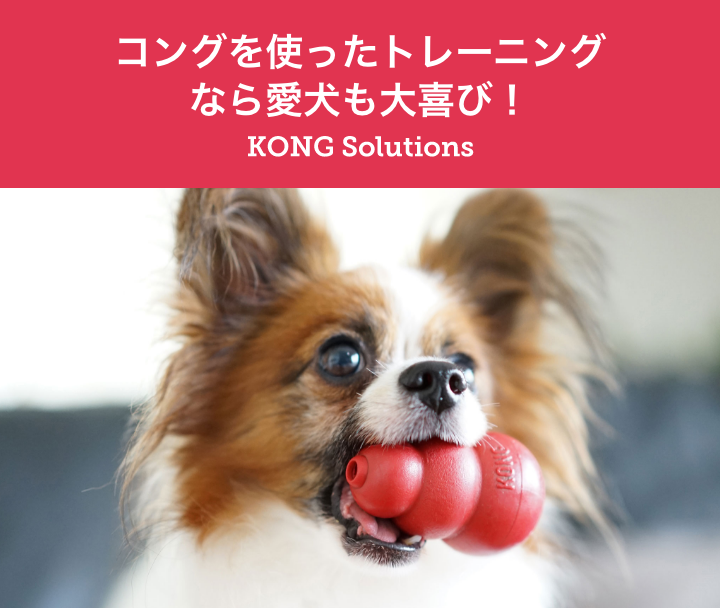 コングを使ったトレーニングなら愛犬も大喜び！