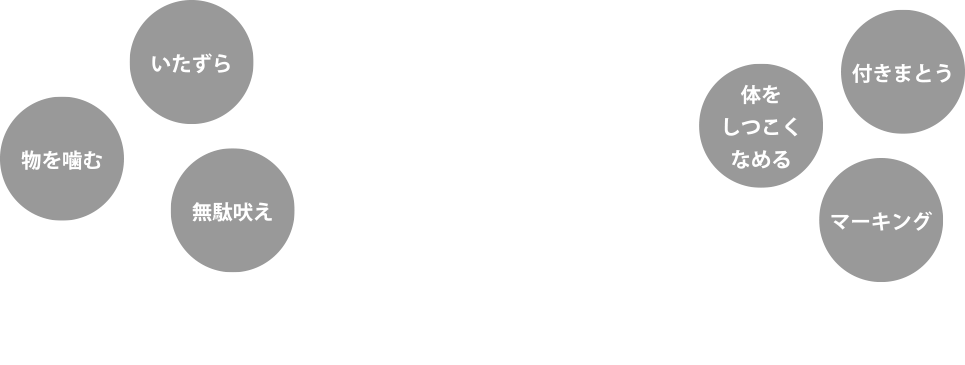 退いたずら、物を噛む、無駄吠え、体をしつこくなめる、付きまとう、マーキング　その解決のポイントは・・・