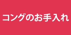 コングのお手入れ