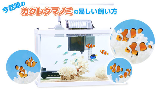 海水魚 お役立ち情報 スペクトラム ブランズ ジャパン 株式会社 旧テトラ ジャパン株式会社