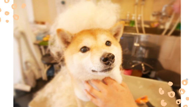 超キュートなわんこのぬけ毛フォト10選 お役立ち情報 犬猫小動物 スペクトラム ブランズ ジャパン 株式会社 旧テトラ ジャパン株式会社