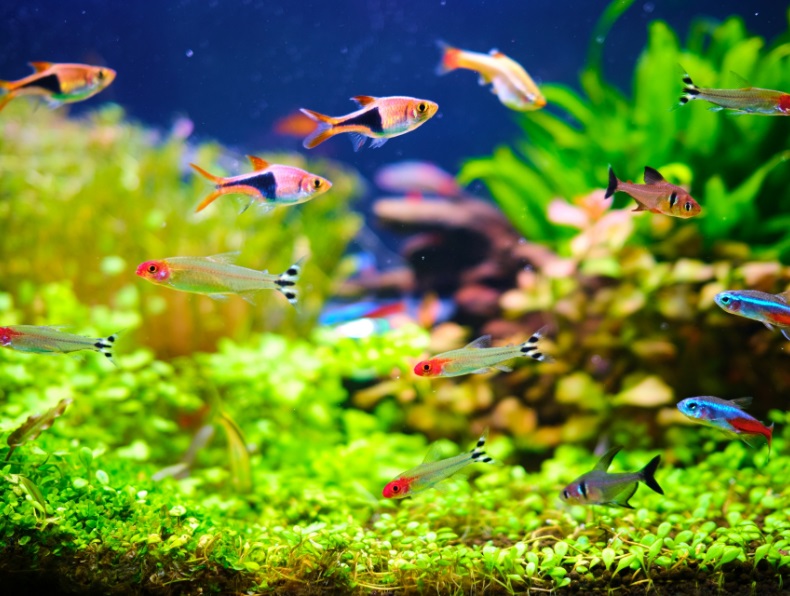 飼育におすすめの小型熱帯魚選 お役立ち情報 アクアリウム スペクトラム ブランズ ジャパン 株式会社 旧テトラ ジャパン株式会社