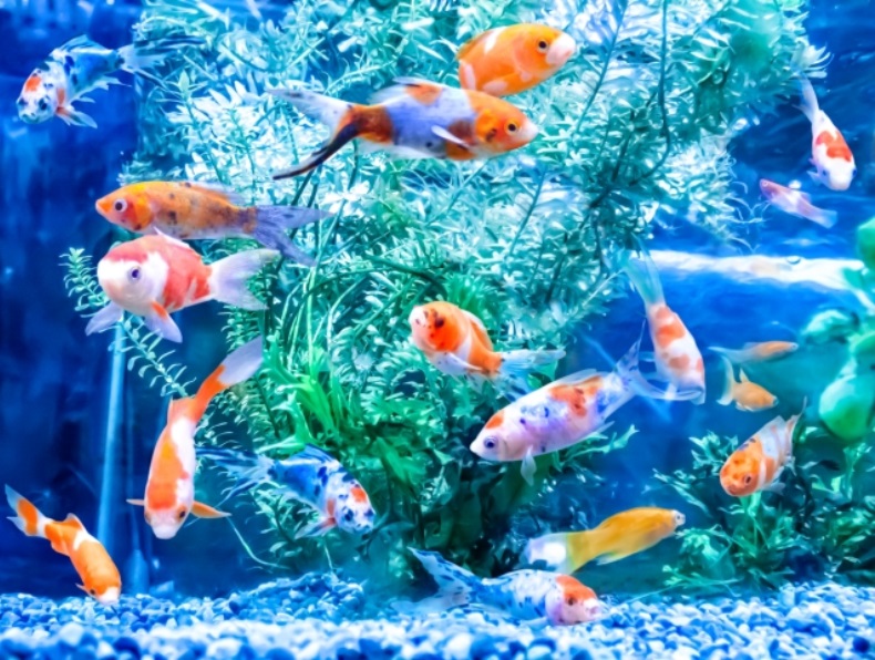 金魚の繁殖のヒント5選 お役立ち情報 アクアリウム スペクトラム ブランズ ジャパン 株式会社 旧テトラ ジャパン株式会社