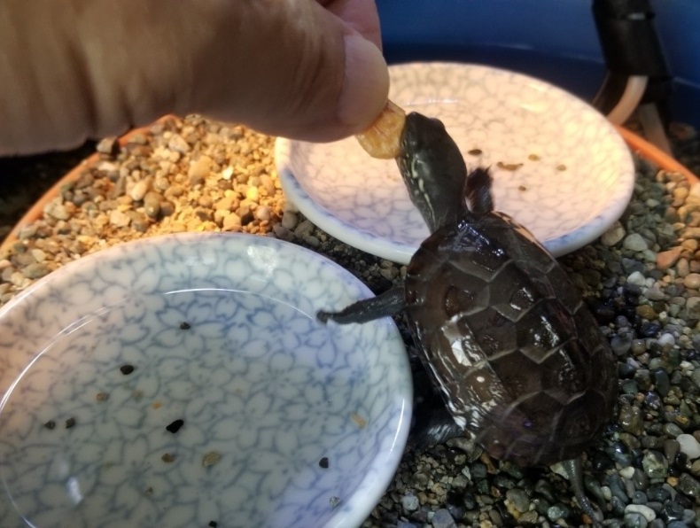 初心者も安心！カメ飼育のために抑えておきたい8つのポイント｜お