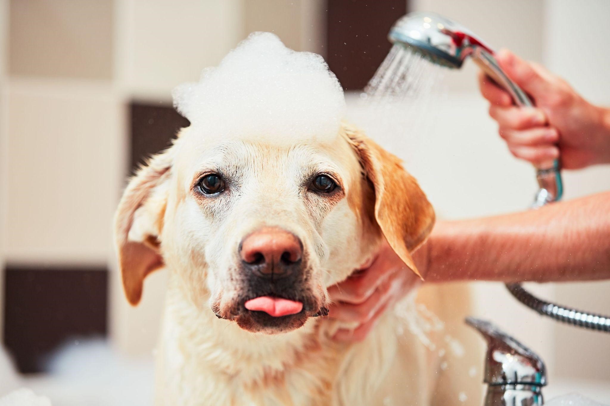 大型犬の室内で飼うためのチェックリスト14選 お役立ち情報 犬猫小動物 スペクトラム ブランズ ジャパン 株式会社 旧テトラ ジャパン株式会社