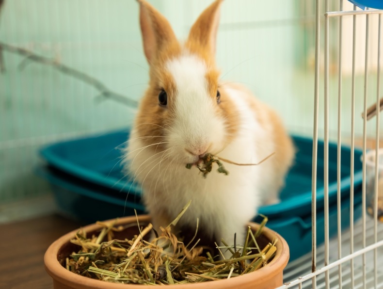 すぐ飼える！ウサギに必要な飼育グッズの9選｜お役立ち情報 犬猫小動物