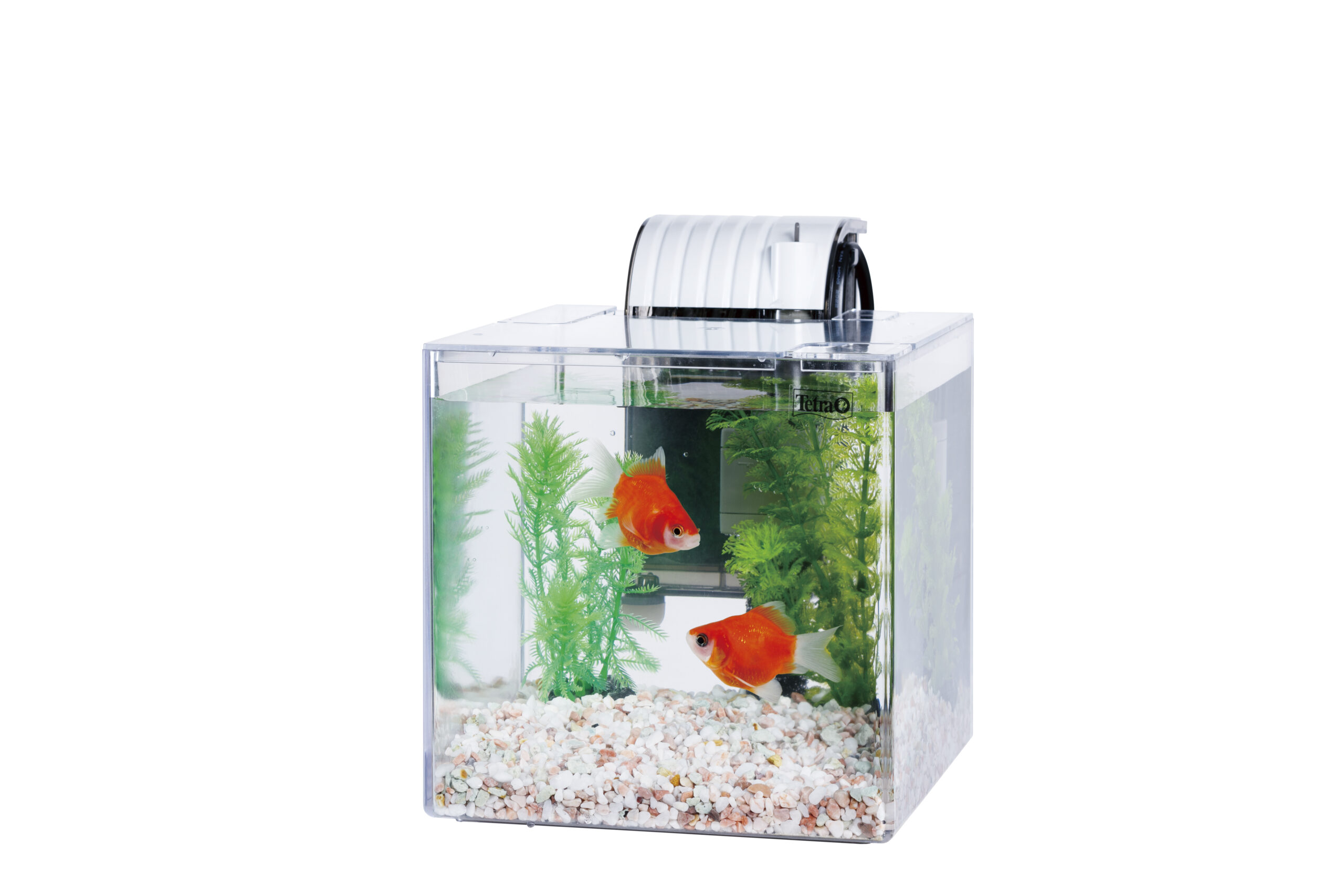 テトラ オールグラスアクアリウム600 熱帯魚セット （観賞魚用品／水槽用品）