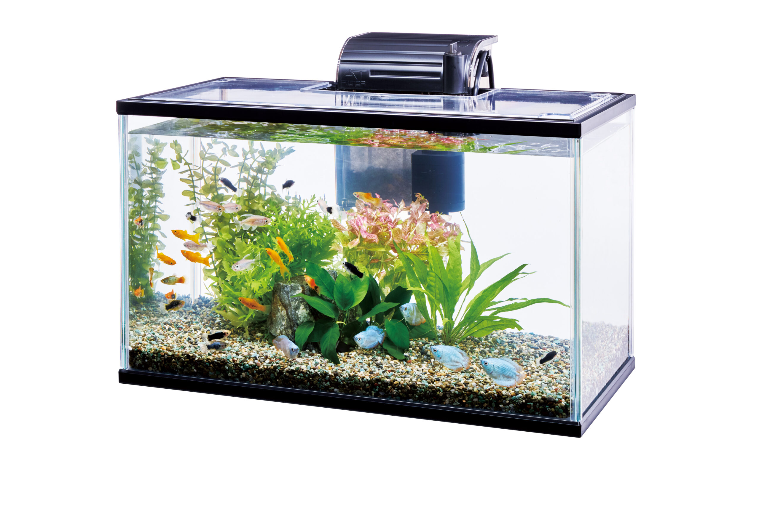 テトラ ひろびろワイドアクア 50｜観賞魚・水生生物関連商品 