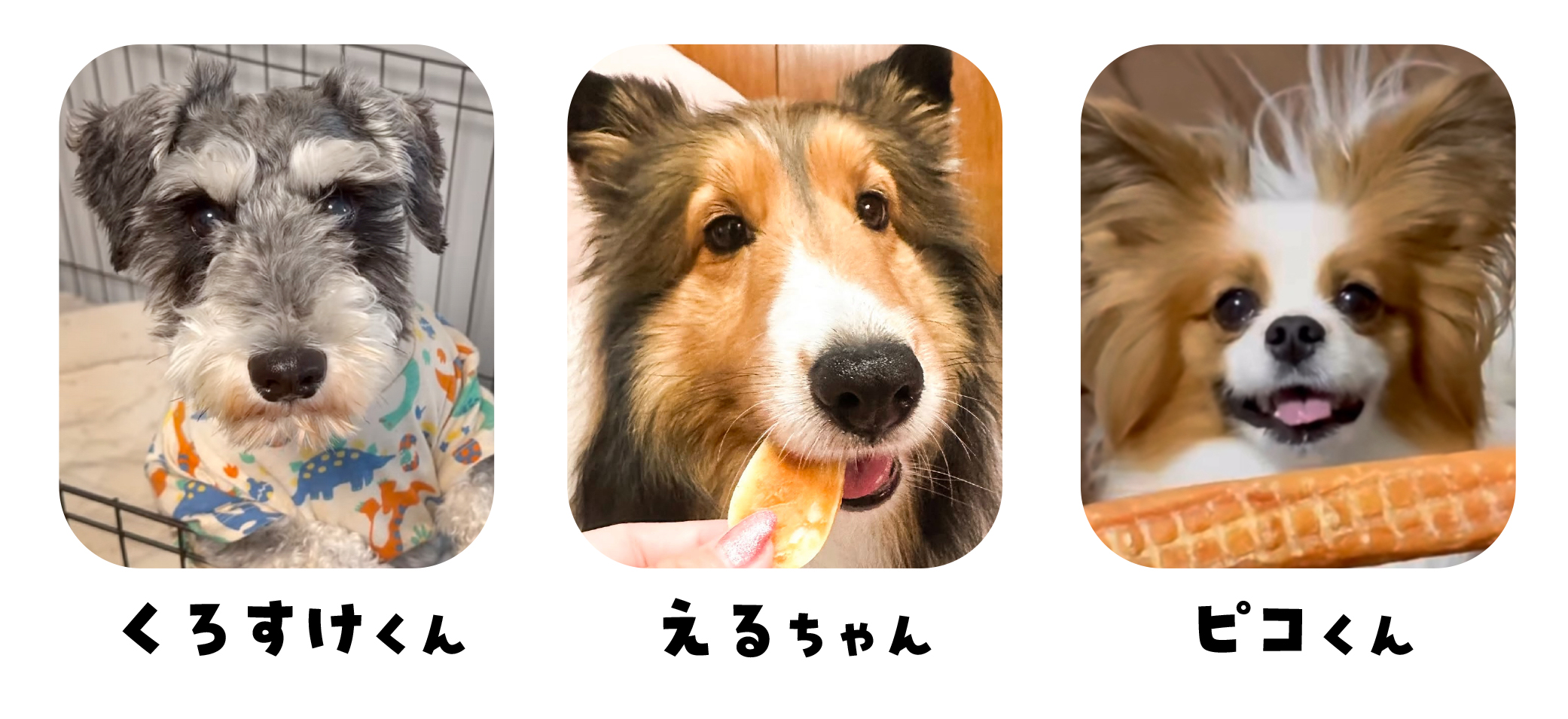 DINGOパッケージモデル犬 ノミネート賞 受賞者｜お役立ち情報 犬猫 